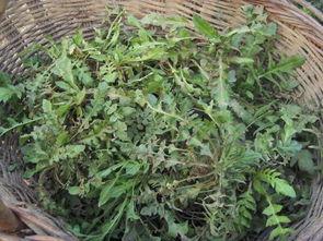 国产野菜图片大全集视频,视频带你领略大自然的绿色宝藏