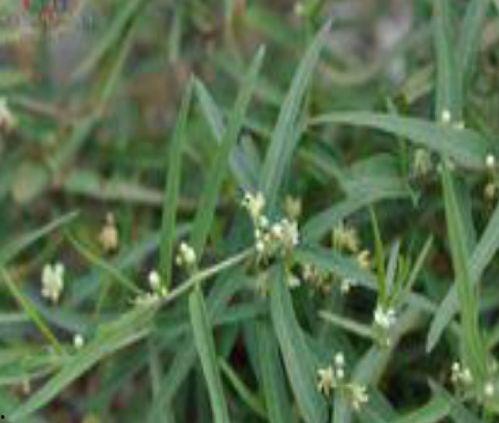 国产野菜图片大全集视频,视频带你领略大自然的绿色宝藏