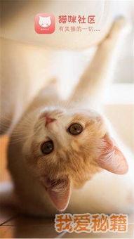 猫咪最新国产在线视频,国产猫咪在线视频盘点，萌宠魅力尽收眼底