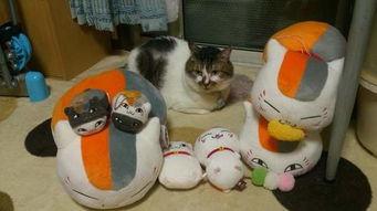 猫咪最新国产在线视频,国产猫咪在线视频盘点，萌宠魅力尽收眼底