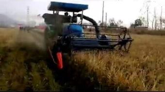 国产sr75收割视频,视频展示农业现代化风采
