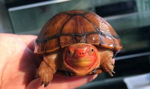 国产红面龟饲养方法视频,视频教程详解