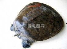 国产红面龟饲养方法视频,视频教程详解