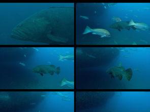 深海鱼视频国产